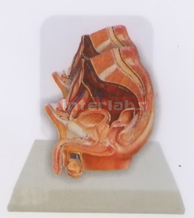 DESK- TYPE, MALE HEALTH URINARY PELVIS MODEL W/DESCRIPTION PLATE